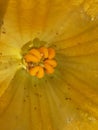 Kumda or pumpkin is a terrestria,Its flower is yellow colored, Royalty Free Stock Photo